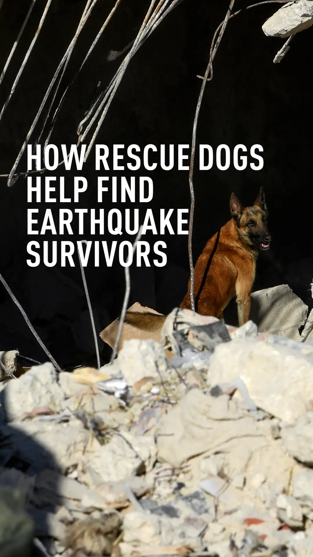 Saving Lives One Paw at a Time The IRO Rescue Dog Organization